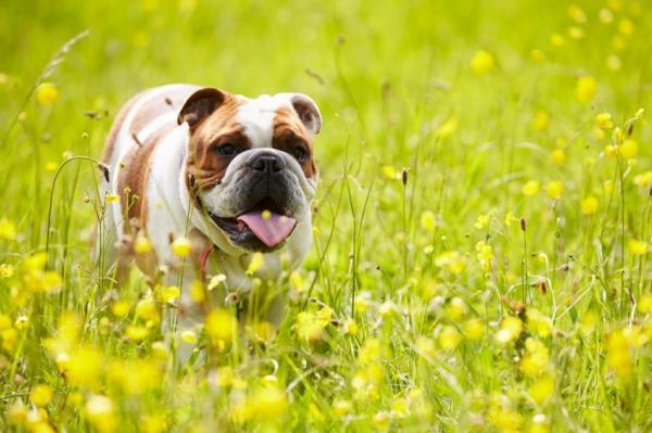 10 пород собак, склонных к ожирению - Английский бульдог