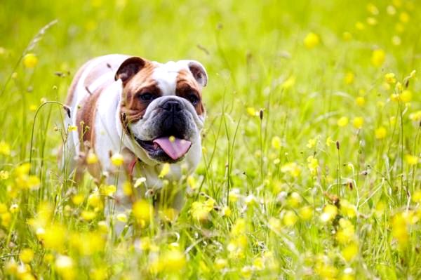 10 самых популярных пород собак в мире - 9. Английский бульдог