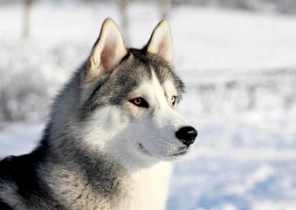 10 самых популярных пород собак в мире - 1. Сибирский хаски