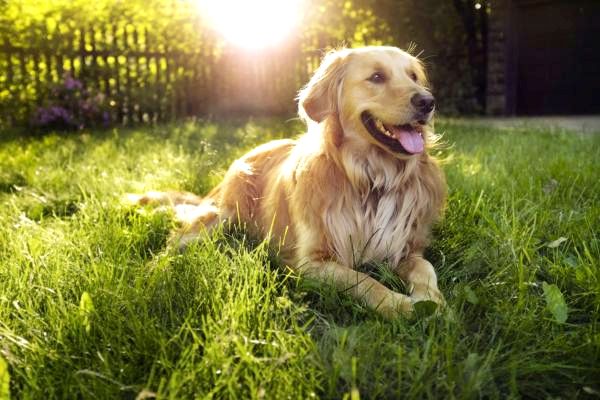 Топ 10 самых популярных пород собак в мире - 2. Золотистый ретривер
