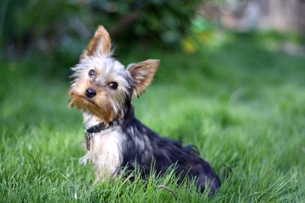 10 самых популярных пород собак в мире - 5. Йоркширский терьер