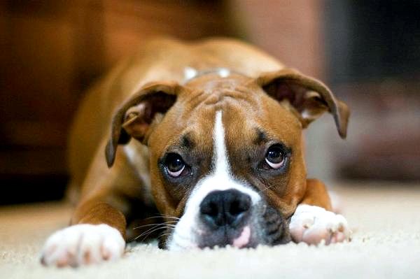 10 самых популярных пород собак в мире - 7. Боксер