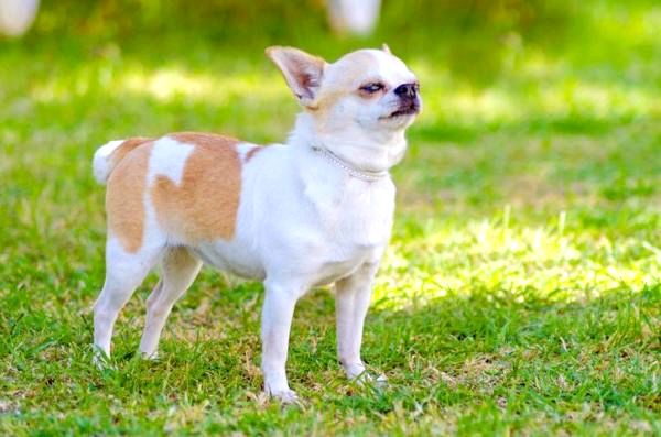 10 самых популярных пород собак в мире - 8. Чихуахуа