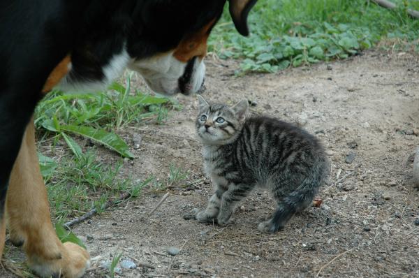 10 вещей, которых боятся кошки