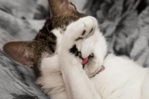 10 вещей, которых боятся кошки - 2. Сильные запахи