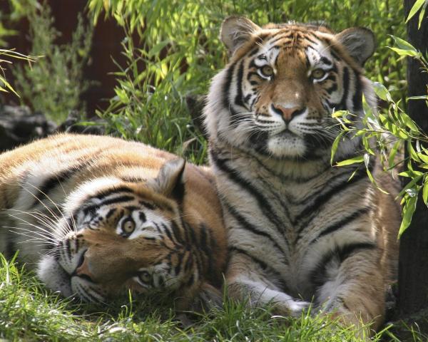 10 животных в опасности исчезновения в мире - тигр