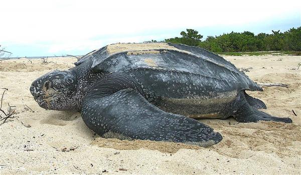 10 исчезающих животных в мире - Leatherback Turtle