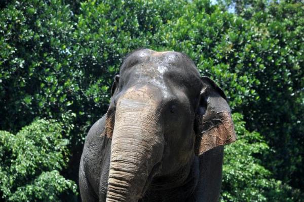 10 животных на грани исчезновения в мире - Суматранский слон
