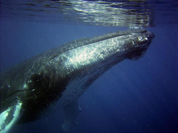 10 находящихся под угрозой исчезновения животных в мире - Североатлантический правый кит