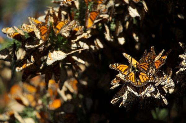 10 животных в опасности исчезновения в мире - Mariposa Monarca