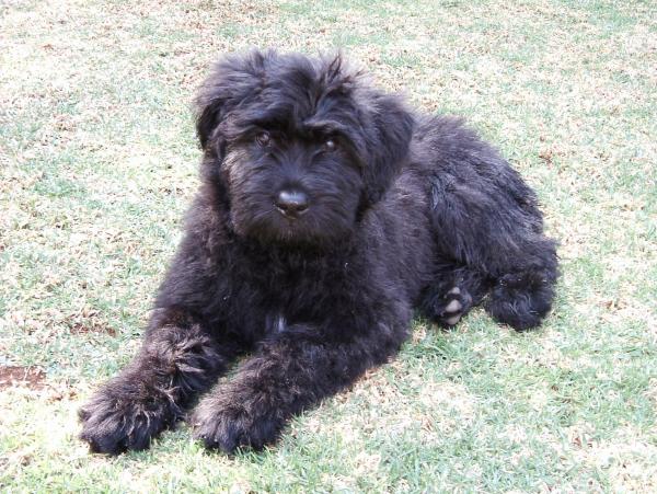 20 пород собак, похожих на медведей - 14. Bouvier des Flandres