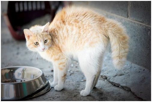 5 причин фобий у кошек