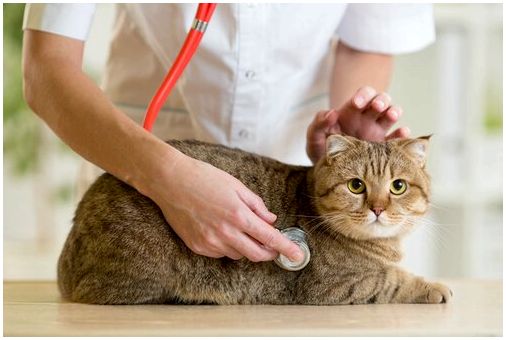 Кошка в ветеринарной клинике.