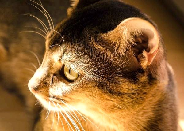 Невероятные породы египетских кошек