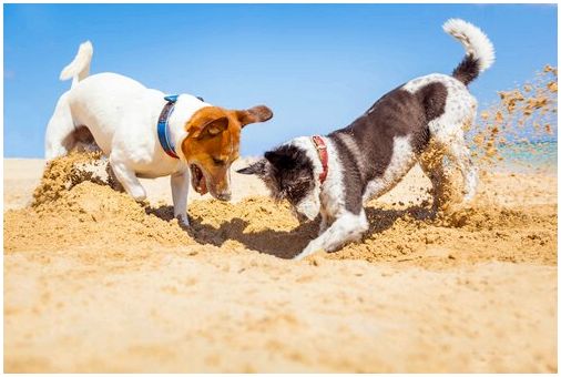 Две собаки играют в песке