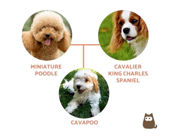 Cavapoo против Cockapoo - Cavapoo - Происхождение, характер и уход