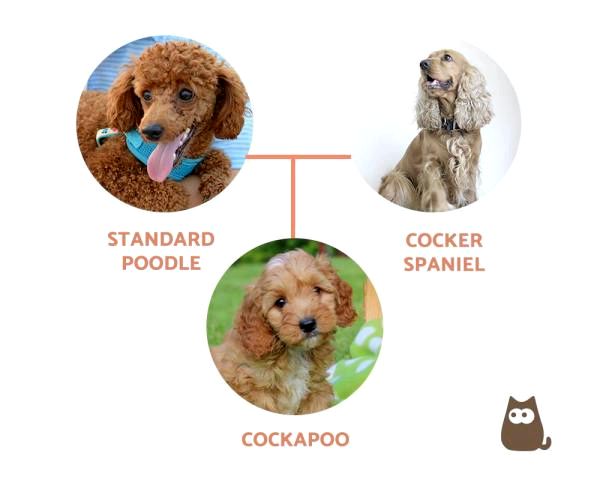 Cavapoo vs Cockapoo - The Cockapoo - Происхождение, характеристики и уход