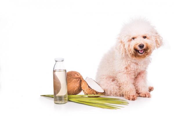 Кондиционер для собак Homemade - кондиционер для собак с кокосовым маслом