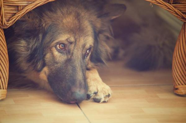 Собаки, которые боятся фейерверков - Средство защиты - Как успокоить собаку, которая боится фейерверков?