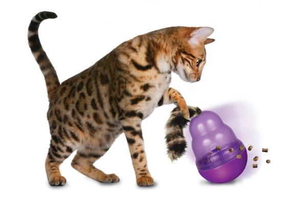 Физические упражнения для полных кошек: советы и рекомендации - Конг для кошек