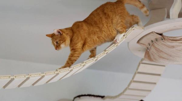 Физические упражнения для кошек с ожирением: советы и рекомендации: есть ли у вашей кошки свое место?