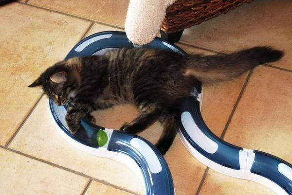 Физические упражнения для кошек с ожирением: советы и рекомендации: упражнения с помощью интеллектуальных игр