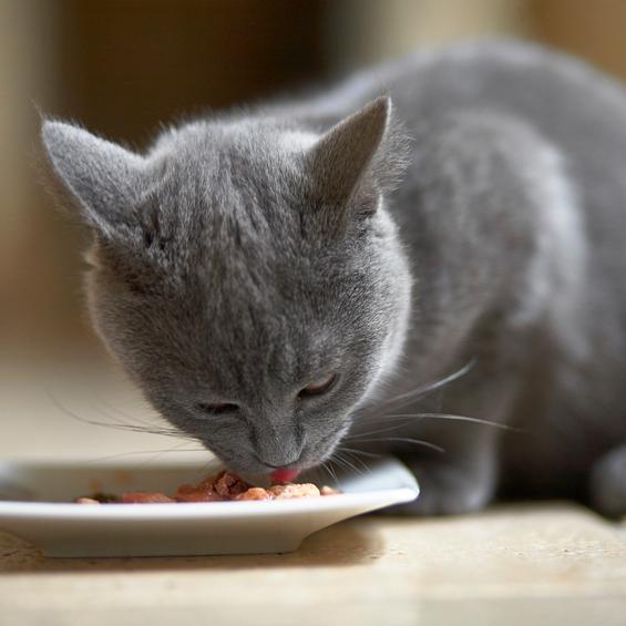 Гипоаллергенная диета для кошек с пищевой аллергией