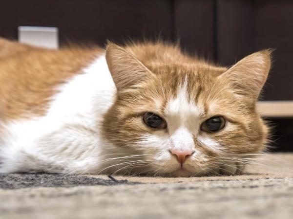 Гипоаллергенная диета для кошек с пищевой аллергией: у моей кошки аллергия на пищу?