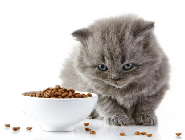 Гипоаллергенная диета для кошек с пищевой аллергией: что такое элиминационная диета?