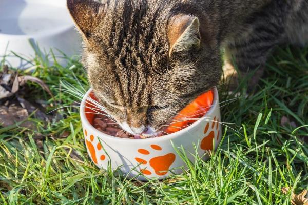 Гипоаллергенная диета для кошек с пищевой аллергией - Домашняя гипоаллергенная еда для кошек