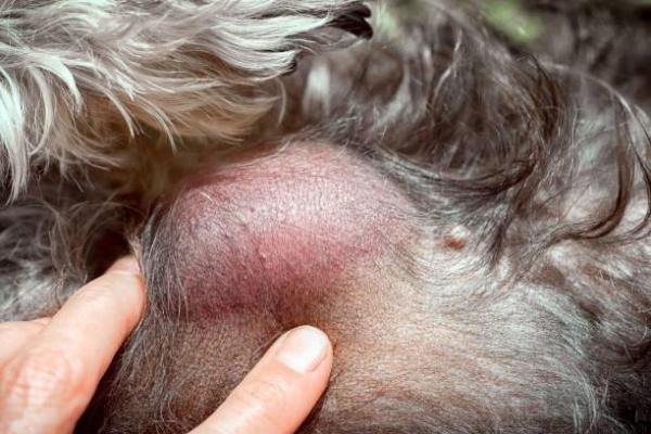 Химиотерапия для собак: побочные эффекты и лекарства: как химиотерапия работает для собак?