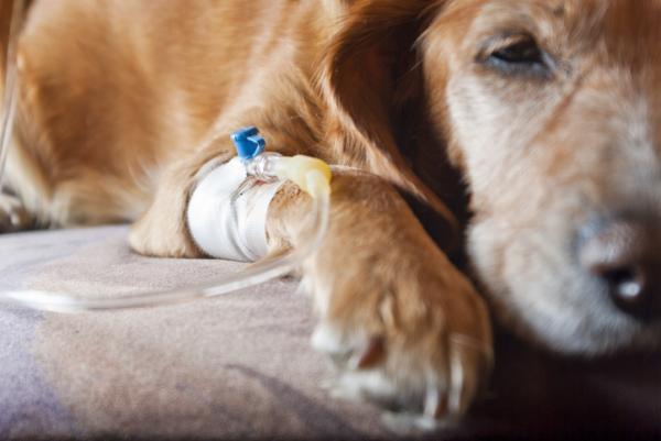 Химиотерапия для собак: побочные эффекты и медикаменты: как проходит сеанс химиотерапии для собаки?