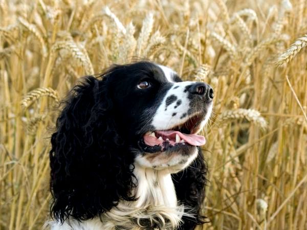 Хороши ли пшеничные отруби для собак?