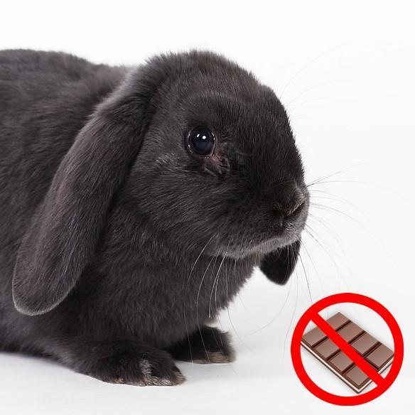 Ядовитая пища для кроликов - Полный список токсичных продуктов