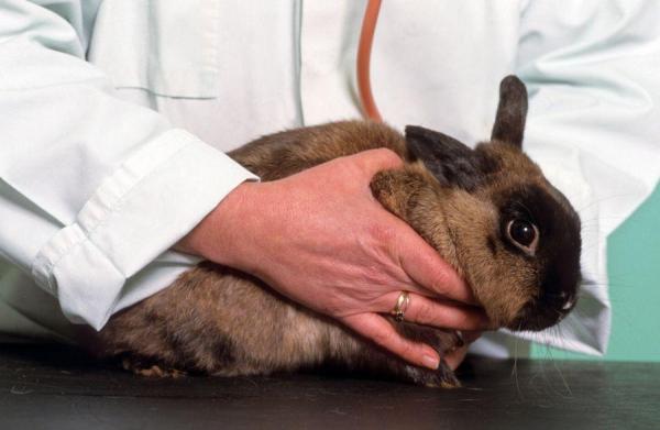 Ядовитая пища для кроликов - Полный список токсичных продуктов - Как я узнаю, что мой кролик был отравлен?