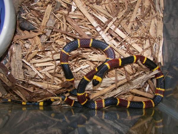 Ядовитые змеи в Техасе - Texas Coral Snake