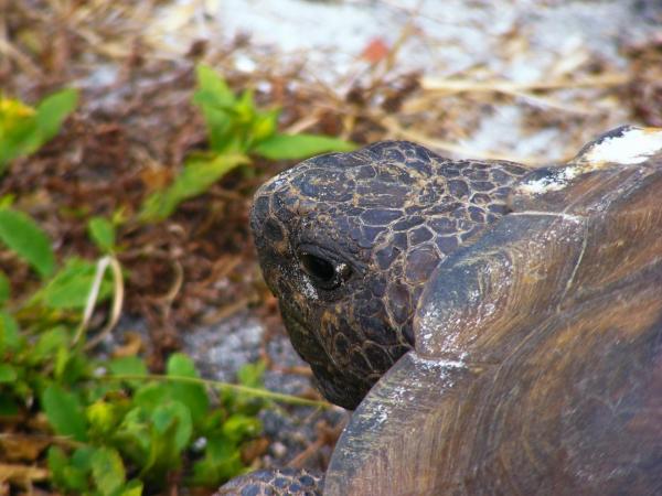 Как узнать, беременна ли ваша черепаха: как размножаются черепахи?