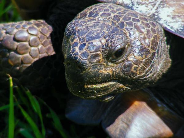 Как узнать, беременна ли ваша черепаха: предупреждающие знаки во время беременности