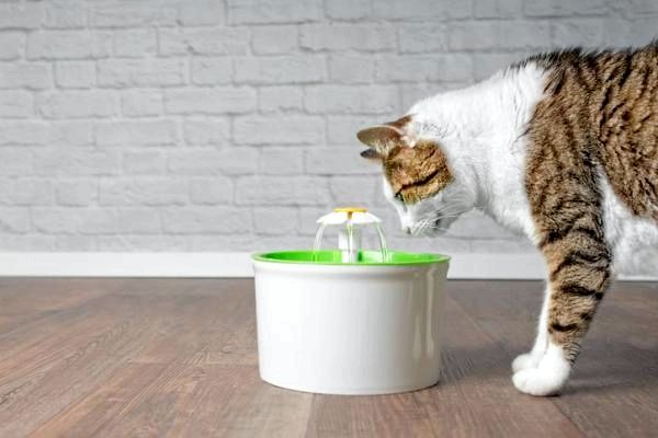Как заставить кошку пить воду