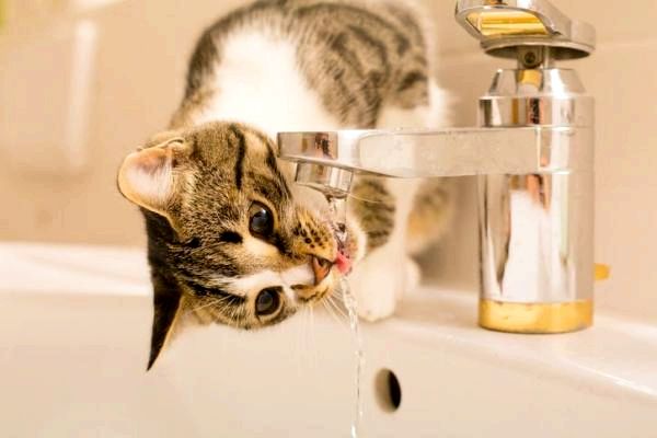 Как заставить кошку пить воду: сколько воды пить кошке?