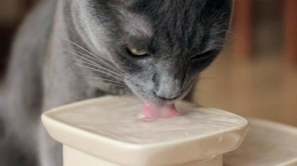 Как заставить кошку пить воду - Как заставить кошку пить воду