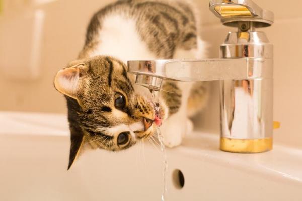 Моя кошка пьет много воды: сколько воды пьет кошка в день?
