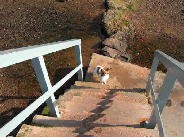 Моя собака боится лестницы: почему моя собака боится лестницы?