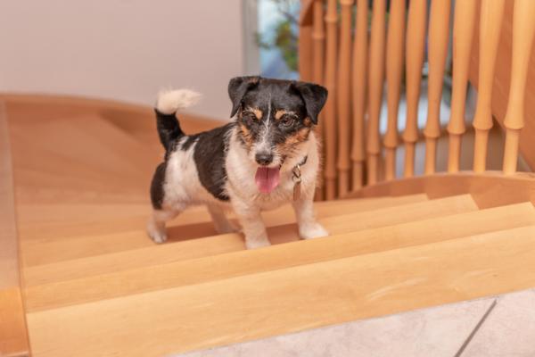 Моя собака боится лестницы: как помочь собаке, которая боится лестницы