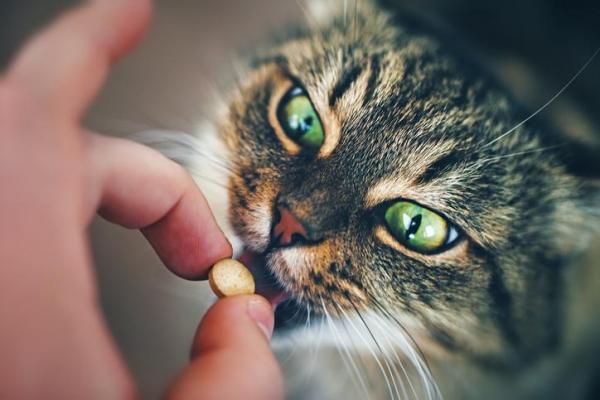 Можно ли дать кошке ибупрофен?