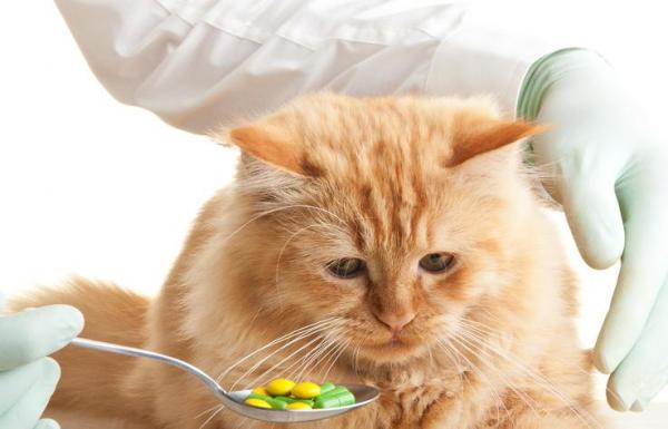 Можно ли дать кошке ибупрофен? - Безопасна ли медицина для кошек?