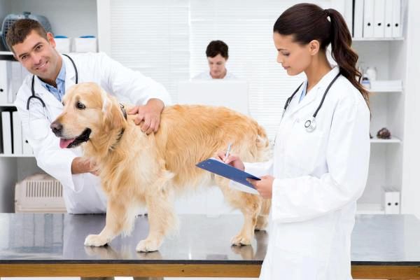 Недержание мочи у собак - причины и лечение - Нейрогенный мочевой пузырь у собак