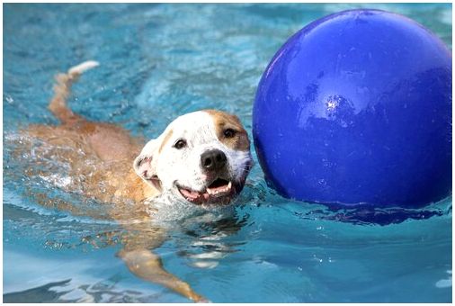 Первый бассейн для собак
