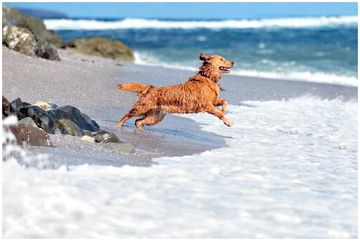 Собаки любят пляж