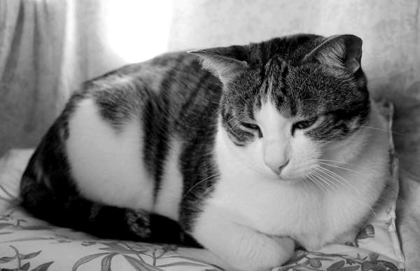 Рак у кошек: симптомы рака у кошек